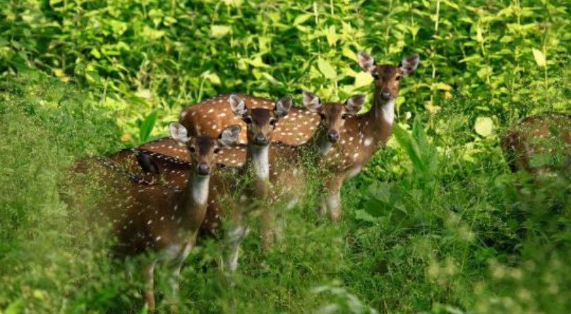 Gangaikondan Spotted Deer Sanctuary